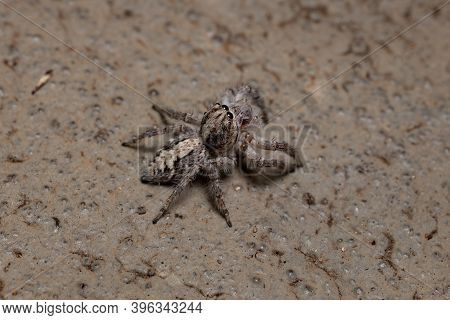 Adult Female Jumping Spider In The Ground