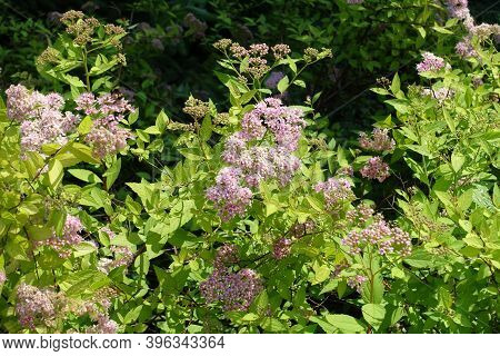 Flowering Pink Japanese Meadowsweet Bush In June