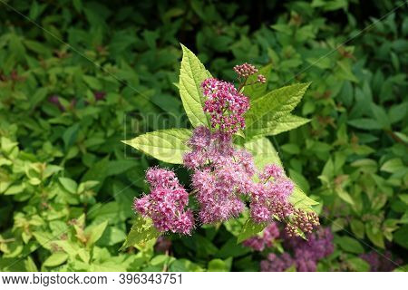 Flowers And Buds Of Japanese Meadowsweet In June