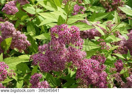 Half Opened Pink Flowers Of Japanese Meadowsweet In June