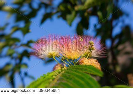 Albizia Julibrissin Flowers Close-up On A Blurry Background. Albizia Julibrissin Blooms With Fluffy 