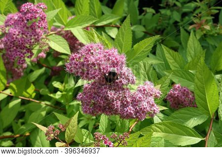Insect Pollinating Pink Flowers Of Japanese Meadowsweet In June