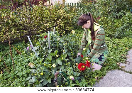 Jovem mulher corta as dálias no jardim queda.