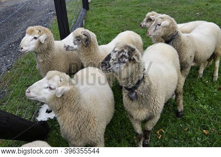 Sheep With Horns Standing At The Fence In Domestic Breeding