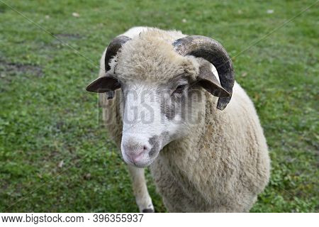 A Herd Of Domestic Sheep Comes Curiously To The Fence