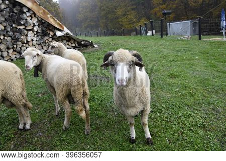 A Herd Of Domestic Sheep Comes Curiously To The Fence