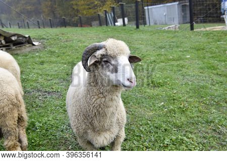 Sheep With Horns Standing At The Fence In Domestic Breeding