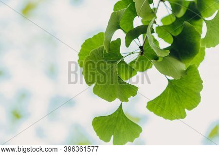 Close-up Brightly Wet Green Leaves Of Ginkgo Tree (ginkgo Biloba), Known As Ginkgo Or Gingko In Soft