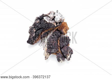 Chaga Birch On A White Background. Collection Of Medicinal Raw Materials