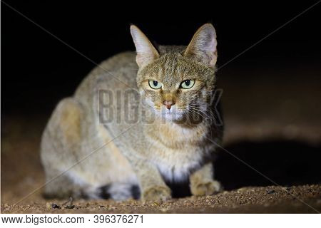 The African Wildcat (felis Silvestris Lybica) Sitting In The Road Dust. A Wild African Cat With Gree