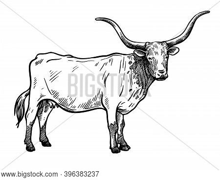 Breeding Cattle. Silhouette Of A Grazing Texas Cow. Vector Illustration Isolated On White Background