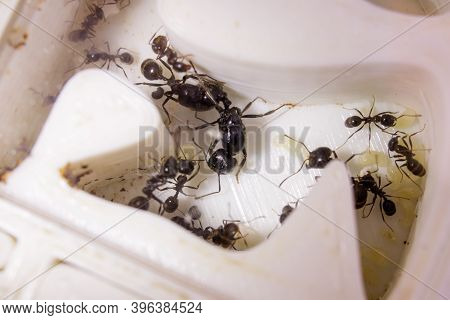 Ants Messor Structor In A Formicaria Closeup