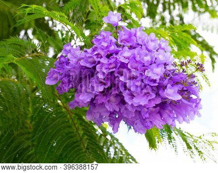 Purple Flowers Of Jacaranda Mimosifolia Also Known As Blue Jacaranda, Black Poui Or Fern Tree