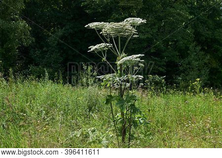 Poisonous Invasive Weed Sosnovsky Hogweed Grows In The Meadow