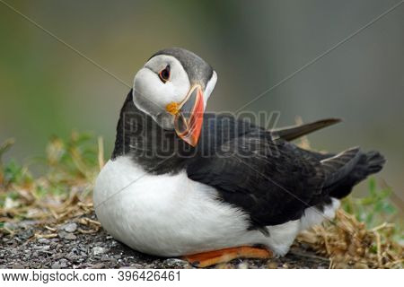 Puffins At The Skellig Islands In Ireland