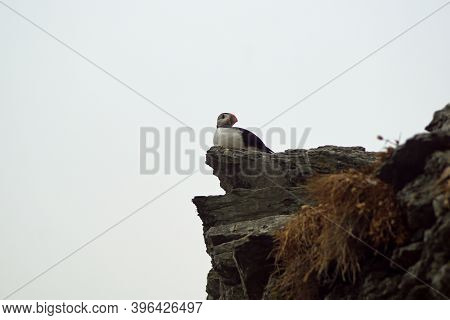 Puffins At The Skellig Islands In Ireland