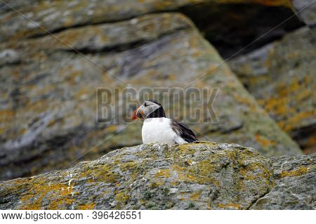 Puffins At The Skellig Islands In Ireland