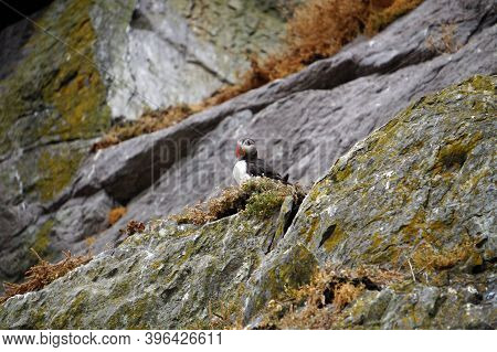 Puffins At The Skellig Islands In Ireland
