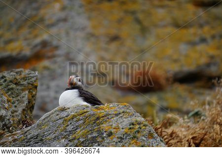 Puffins At The Skellig Islands In Ireland