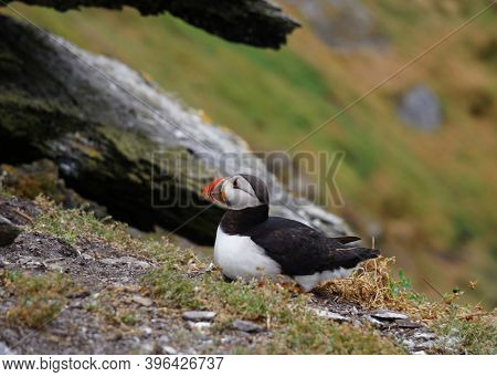 Puffins At The Skellig Islands In Ireland