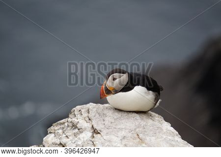 Puffins At The Skellig Islands. The Island Of Skellig Michael, Also Known As The Great Skellig, Is H