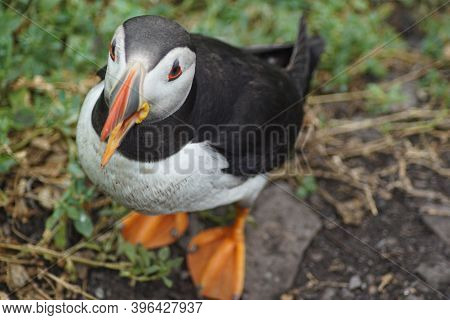 Puffins At The Skellig Islands In Ireland