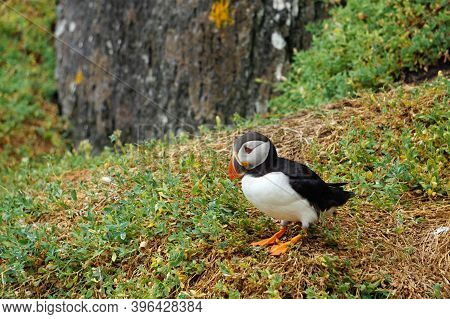 Puffins At The Skellig Islands. The Island Of Skellig Michael, Also Known As The Great Skellig, Is H