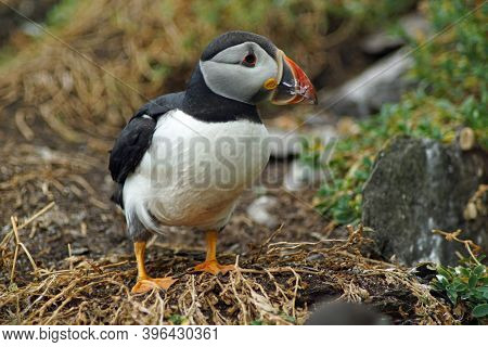 Puffins At The Skellig Islands In Ireland