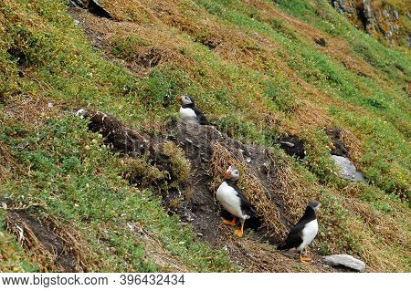 Puffins At The Skellig Islands. The Island Of Skellig Michael, Also Known As The Great Skellig, Is H
