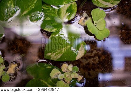 View Of The Money Plant (also Known As Epipremnum Aureum) In A Water Pot. Invasive Flowering Plant. 
