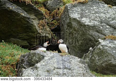 Puffins At The Skellig Islands In Ireland