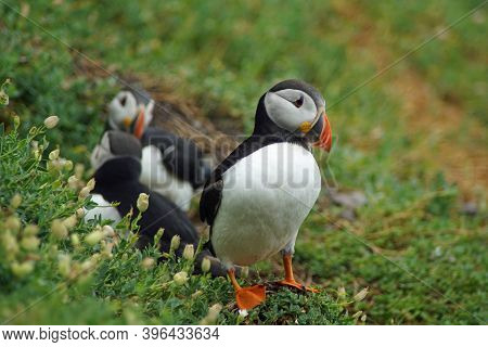 Puffins At The Skellig Islands In Ireland