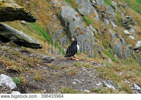 Puffins At The Skellig Islands In Ireland