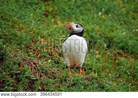 Puffins At The Skellig Islands In Ireland