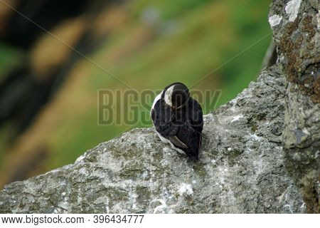 Puffins At The Skellig Islands In Ireland