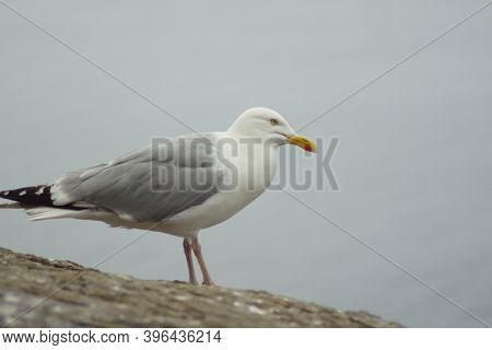 Gulls  Gannets And Other Seabirds At The Skellig Islands