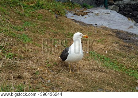 Gulls  Gannets And Other Seabirds At The Skellig Islands