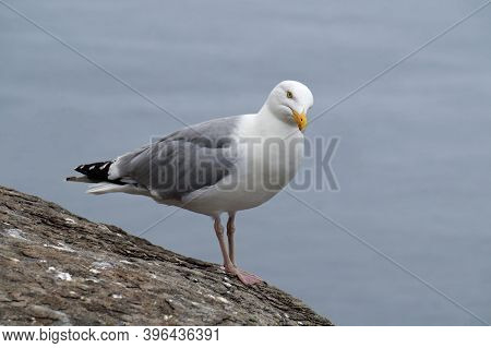 Gulls  Gannets And Other Seabirds At The Skellig Islands