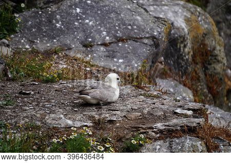 Gulls  Gannets And Other Seabirds At The Skellig Islands
