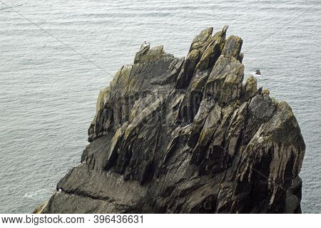 Gulls, Gannets And Other Seabirds At The Skellig Islands