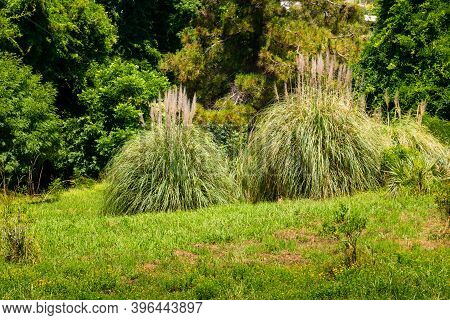 Pampas Grass Or Cortaderia Selloana Or Cortaderia Cello Or Cortaderia Dioecious In Natural Decoratio