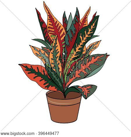 Plant Codieum Isolated On White Background. Room Flower