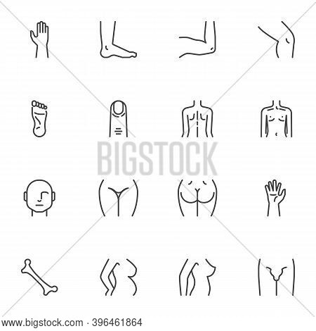 Body Parts Line Icons Set, Outline Vector Symbol Collection, Linear Style Pictogram Pack. Signs, Log