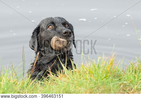 Head Shot Of A Black Labrador In The Water Looking Expectantly