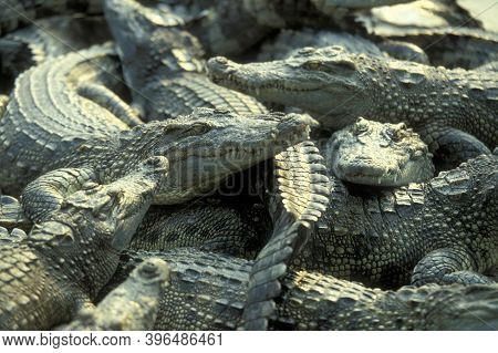 Cambodia Siem Reap Crocodile Farm