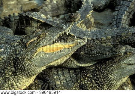 Cambodia Siem Reap Crocodile Farm