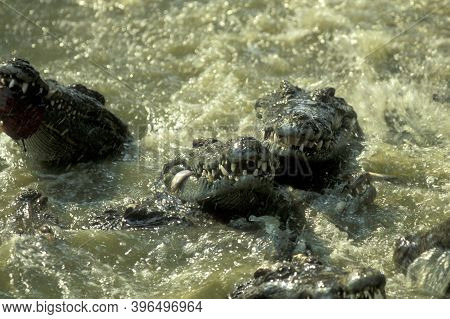 Cambodia Siem Reap Crocodile Farm