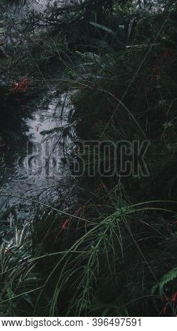 Portrait Shot Of A Puddle In A Garden