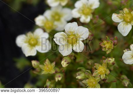 Saxifrage Snow Carpet - Latin Name - Saxifraga X Arendsii Schneeteppich