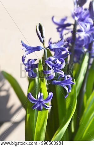 Multiflora Hyacinth Blue Flower - Latin Name - Hyacinthus Multiflora Blue